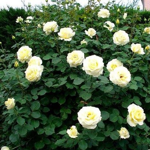 Giallo pallido - Rose Ibridi di Tea - Rosa ad alberello0